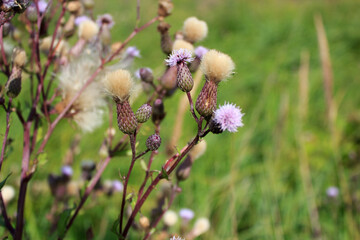 Purple fluffy wildflowers with blurred nature background.