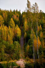 Fototapeta premium road leandin through beautiful forest in autumn colors