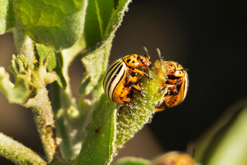 Insect Colorado potato beetle
