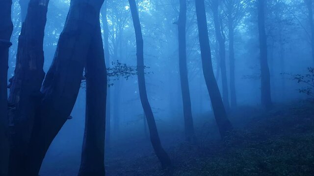 Magic Forest. Fog between the trees, something's gonna happen in a minute. Blue atmosphere, in the morning or in the evening. A disturbing place where anything can happen.
