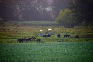 Büffel im Mogennebel in der Eifel