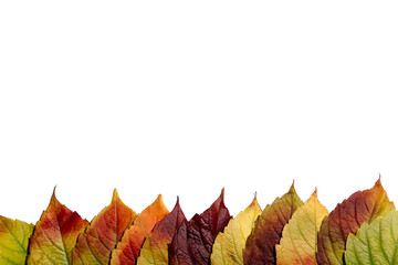 autumn background for layouts 