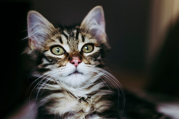 Portrait d'un adorable chaton angora tigré