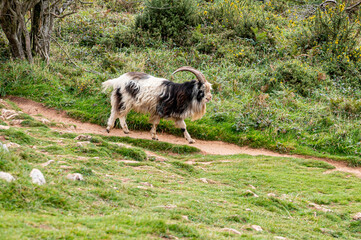 Wild British Primitive Feral Goat