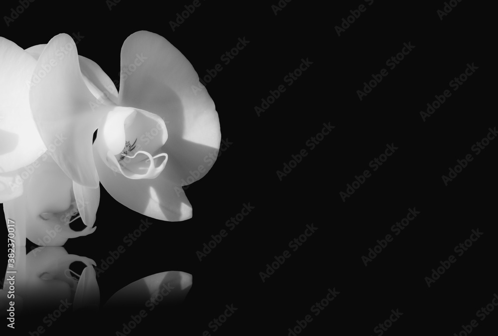 Wall mural soft lit white orchid closeup isolated on a black background with reflection and copy space