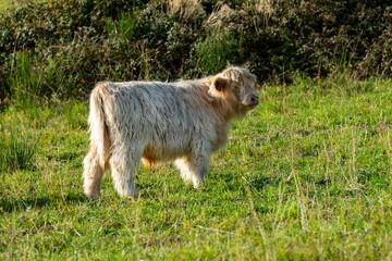 portrait of higland veal in pasture