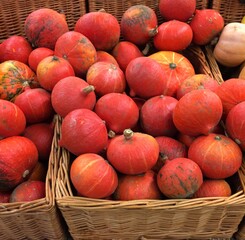 The colors of Autumn. Background of the pumpkin harvest in the farmer's market. Pumpkin for thanksgiving and halloween. Autumn or fall harvest. Red kuri squash pumpkins.