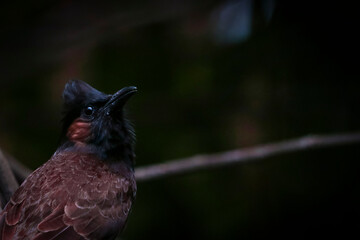 Red-Vented Bulbul