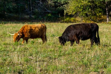 group of higland cows in pasture