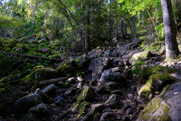 rocky path up a mountain through the forest
