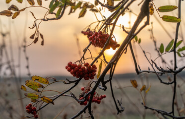 Autumn bunches of mountain ash close-up on the background of a colorful sunset