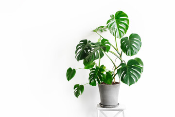 Monstera deliciosa or Swiss cheese plant in a gray concrete flower pot stands on a white pedestal on a white background. Hipster scandinavian style room interior. Empty white wall and copy space.
