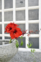なまこ壁と赤い花