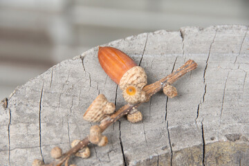 ドングリ と 切り株