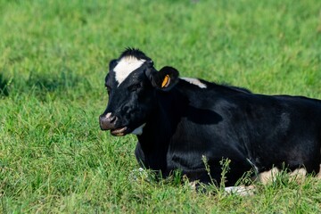 portrait of holstein cow in pasture