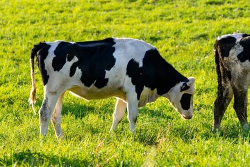 portrait of holstein cow in pasture