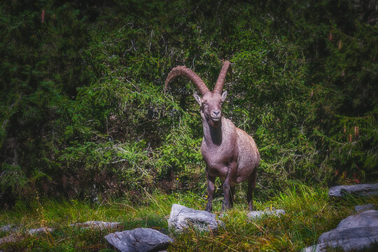 Brown Ibex - I was lucky enough to see an Ibex / Brown ram At Oschinensee Switzerland when hiking up to the mountain meadow above the lake on a beautiful Autumn sunny day.