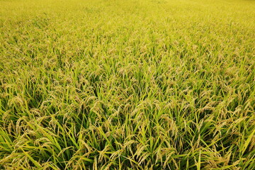 収穫の秋　黄金色に輝く稲穂