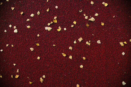 Autumn Leaves On The Textured Red Carpet In The Park. Top View