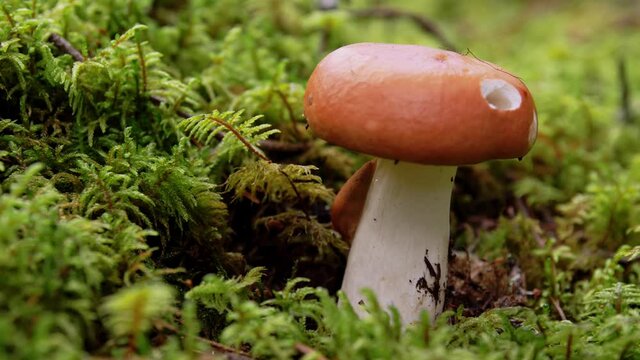 nature, environment and mushrooms concept - russule growing in autumn forest