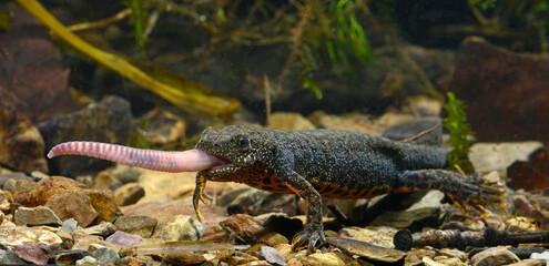 Macedonian crested newt, female feeding a worm / Makedonischer Kammmolch (Triturus macedonicus),...