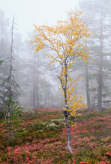 Birch tree with yellow leaves in the forest and fog in the background