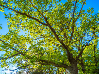 Obraz premium Low angle view of canopy