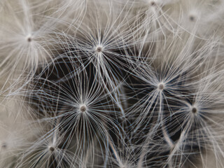 Obraz na płótnie Canvas Close up of dandelion seed head