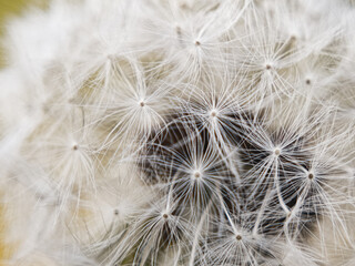 Close up of dandelion seed head