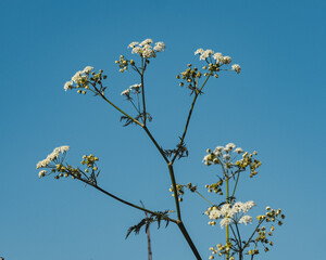 Cow parsley in the meadow against blue sky