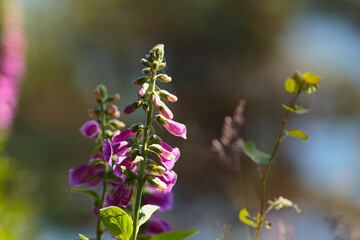 Pink digitalis in the meadow