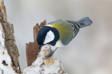 シジュウカラ 野鳥