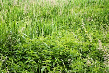 Flower meadow with nettles in summer.