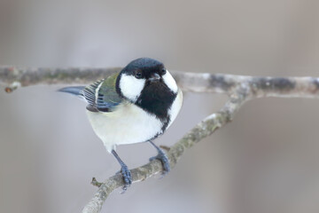 シジュウカラ 野鳥