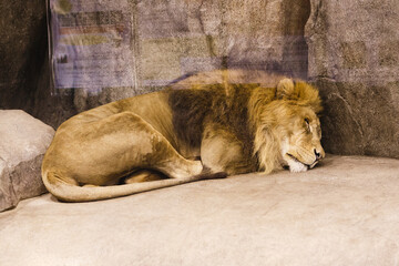 よこはま動物園ズーラシア・神奈川県、日本