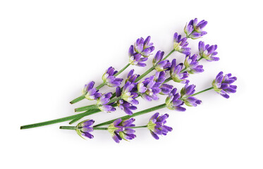 Lavender flowers isolated on white background. Top view   