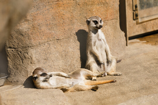 よこはま動物園ズーラシア・神奈川県、日本