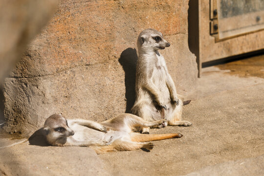 よこはま動物園ズーラシア・神奈川県、日本