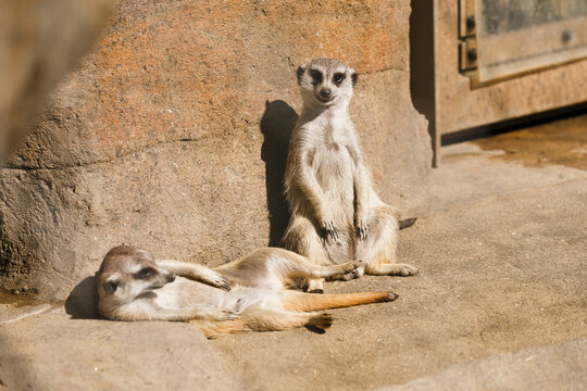よこはま動物園ズーラシア・神奈川県、日本