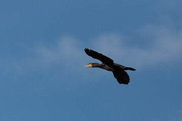 Cormorant in flight against blue sky
