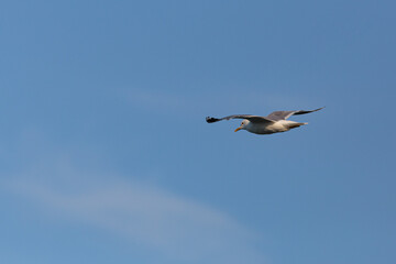 Obraz premium Seagull in flight against blue sky