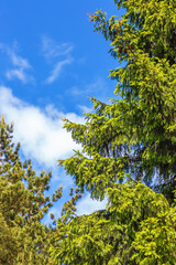 green beautiful spruce grown to blue sky