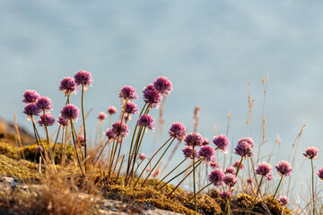 Group of wild chives flowers by the shore - obrazy, fototapety, plakaty