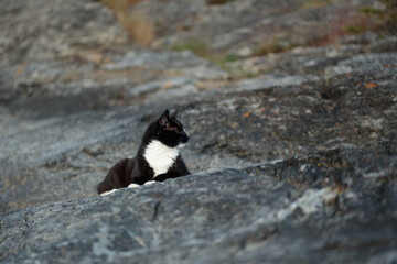 Black cat relaxing by the shore