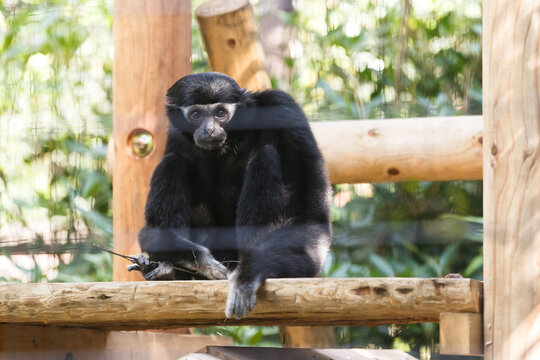 よこはま動物園ズーラシア・神奈川県、日本
