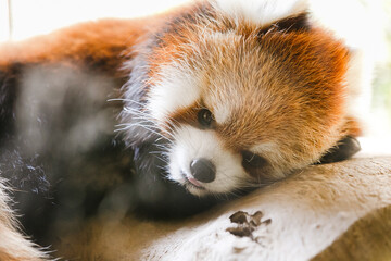 Fototapeta premium よこはま動物園ズーラシア・神奈川県、日本