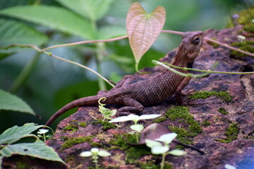 Small forest lizard