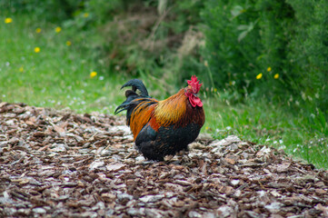 Colourful Rooster