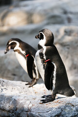 よこはま動物園ズーラシア・神奈川県、日本