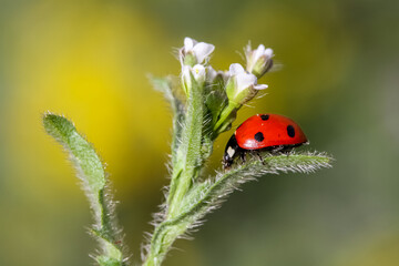 Ladybug and flower on a green background